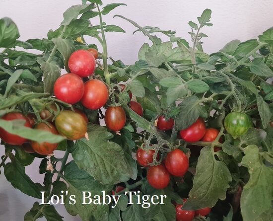 Loi's Baby Tiger (tomāta stāds podiņā)